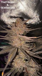 That7dsgye & 1830Genetix-Purple Betty (DynoBerry Bites x LVTK) 10 weeks.jpg