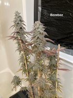 Bezebez - runtz copycat genetics.jpg
