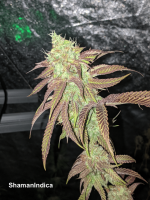 ShamanIndica - Mother Of Grapes bagseed.png