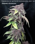 Gweedo's Growroom - Plemon S1 day 63 3thirteenseeds.jpg