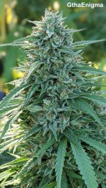 GthaEnigma - Gorilla ghani from Bodhi.jpg