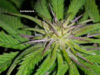 horribleherk - Sin CIty Juice 3thirteen.jpg