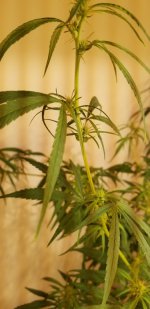 20210302_154346.jpg 20210302_154346.jpg