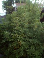 IMG_20210303_200519.jpg