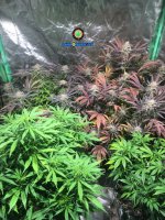 2E4F28AF-BB24-464C-B3AB-3EB883E92867.jpeg 2E4F28AF-BB24-464C-B3AB-3EB883E92867.jpeg