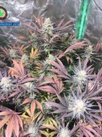 E21F477B-7A89-448F-B9DE-E20081F95179.jpeg E21F477B-7A89-448F-B9DE-E20081F95179.jpeg