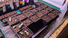 PXL_20210304_004612784.jpg PXL_20210304_004612784.jpg