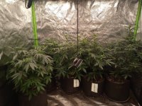 flowershbbchfs2.jpg flowershbbchfs2.jpg