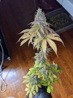 first_harvest2.jpg