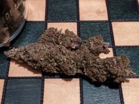 sp_3_6_2021nugs.jpg