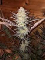 0D792CEC-AD35-44D5-BFC0-3A50D47995F0.jpeg 0D792CEC-AD35-44D5-BFC0-3A50D47995F0.jpeg