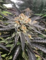 70021DFA-25A4-4CD7-B568-07E9FBD0462A.jpeg 70021DFA-25A4-4CD7-B568-07E9FBD0462A.jpeg