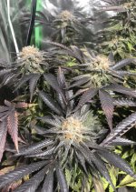 053CEA86-4B69-4B90-8DAF-ACF129DA9929.jpeg 053CEA86-4B69-4B90-8DAF-ACF129DA9929.jpeg