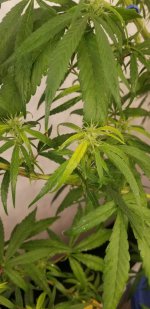 20210312_212757.jpg 20210312_212757.jpg