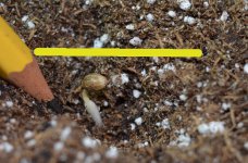 952_seed_depth.jpg