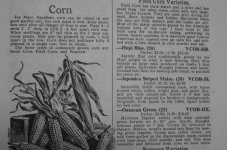 DSC_0603_corn.JPG