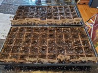 20210314_161941.jpg 20210314_161941.jpg