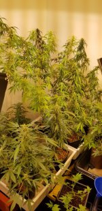 20210318_211619.jpg 20210318_211619.jpg