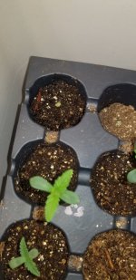 20210319_210107.jpg 20210319_210107.jpg