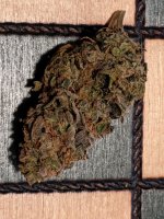 pre98_bubba_2wk1daycure_2.jpg