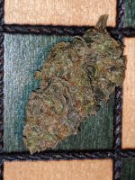 pre98_bubba_2wk1daycure.jpg