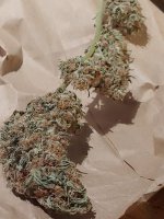 20210321_020717.jpg 20210321_020717.jpg