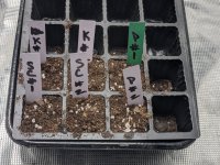 2nd_planted.jpg
