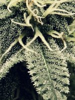 8929F3E6-F248-4802-8B8F-757AC9A756E2.jpeg
