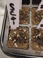 sc_seedling_day1.jpg