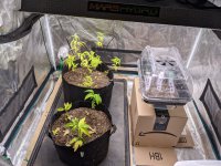 2nd_planted_3.jpg