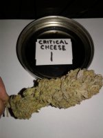 Critical Cheese #1.jpg
