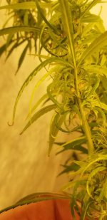 20210328_192555.jpg 20210328_192555.jpg