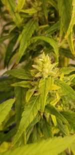 20210328_192746.jpg 20210328_192746.jpg