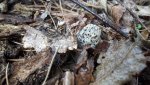 1-432020morels 001.jpg