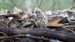 2-432020morels 003.jpg