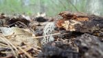 3-432020morels 006.jpg