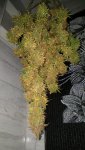20200405_182709.jpg