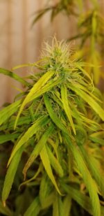 20210331_202936.jpg 20210331_202936.jpg