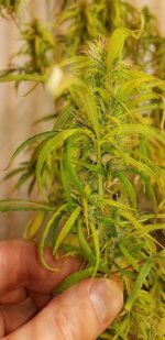 20210331_202946.jpg 20210331_202946.jpg