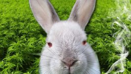 easter bunny.jpg