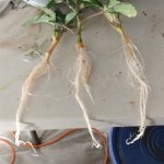 IMG_20210401_181944_104.jpg IMG_20210401_181944_104.jpg