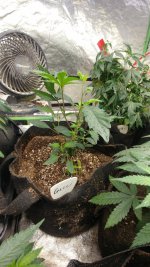 0331210545.jpg 0331210545.jpg