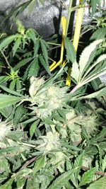 0331210548b.jpg 0331210548b.jpg