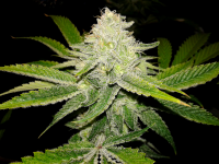 Mothers Milk seeded 39 days 2.PNG