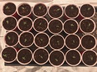 24 Seedlings.JPG