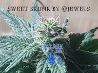 Jewels ss 1 wm.jpg
