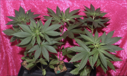 Screen Shot 2021-05-01 at 2.16.06 PM.png