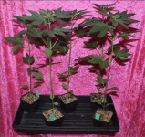 Screen Shot 2021-05-01 at 2.15.50 PM.png