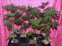 Screen Shot 2021-05-01 at 2.20.20 PM.png