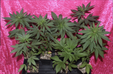 Screen Shot 2021-05-01 at 2.21.46 PM.png